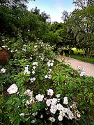 6th Apr 2023 - Garden path