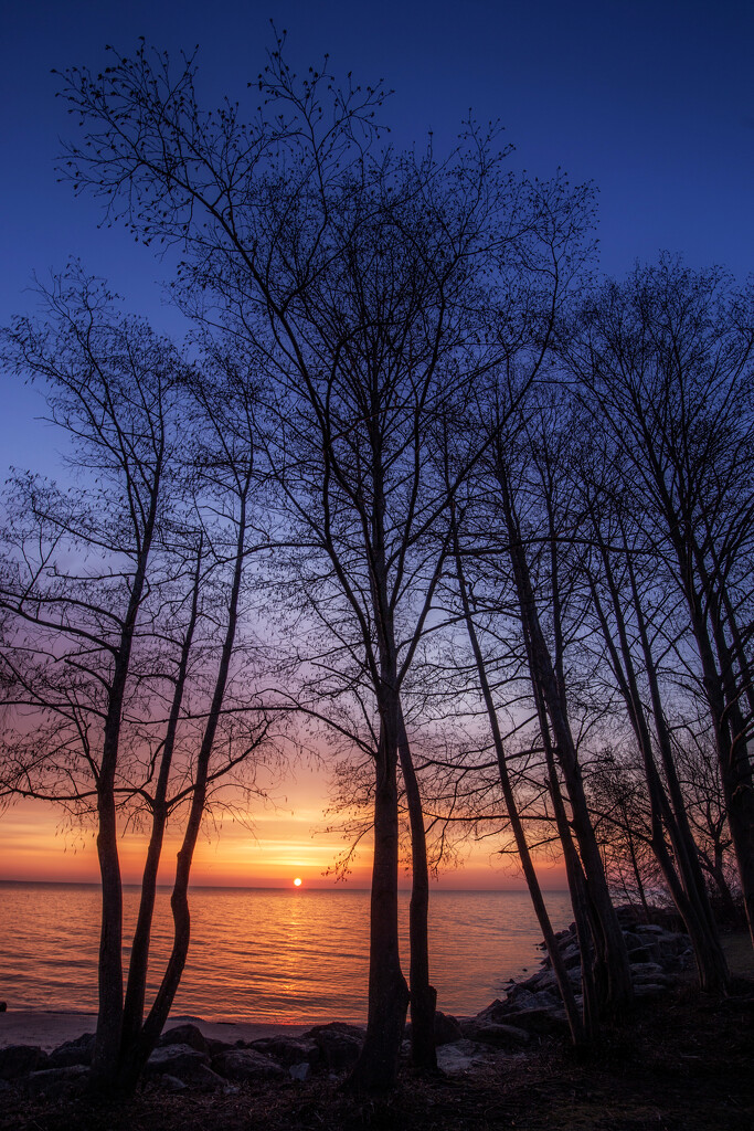 Tall Trees Sunrise by pdulis