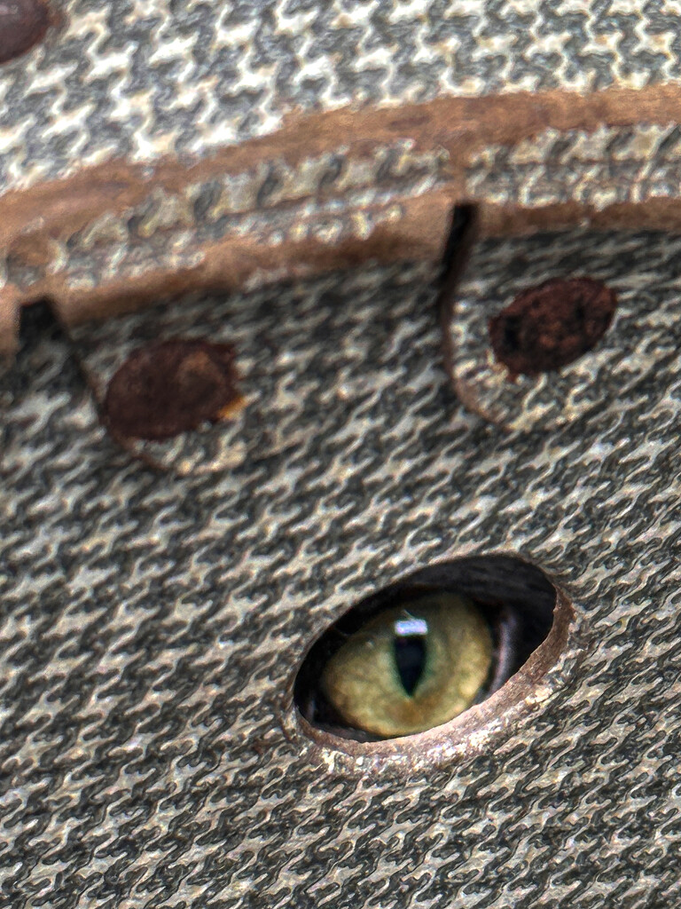 I spy a cat eye by berelaxed