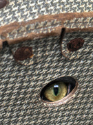 6th Apr 2023 - I spy a cat eye