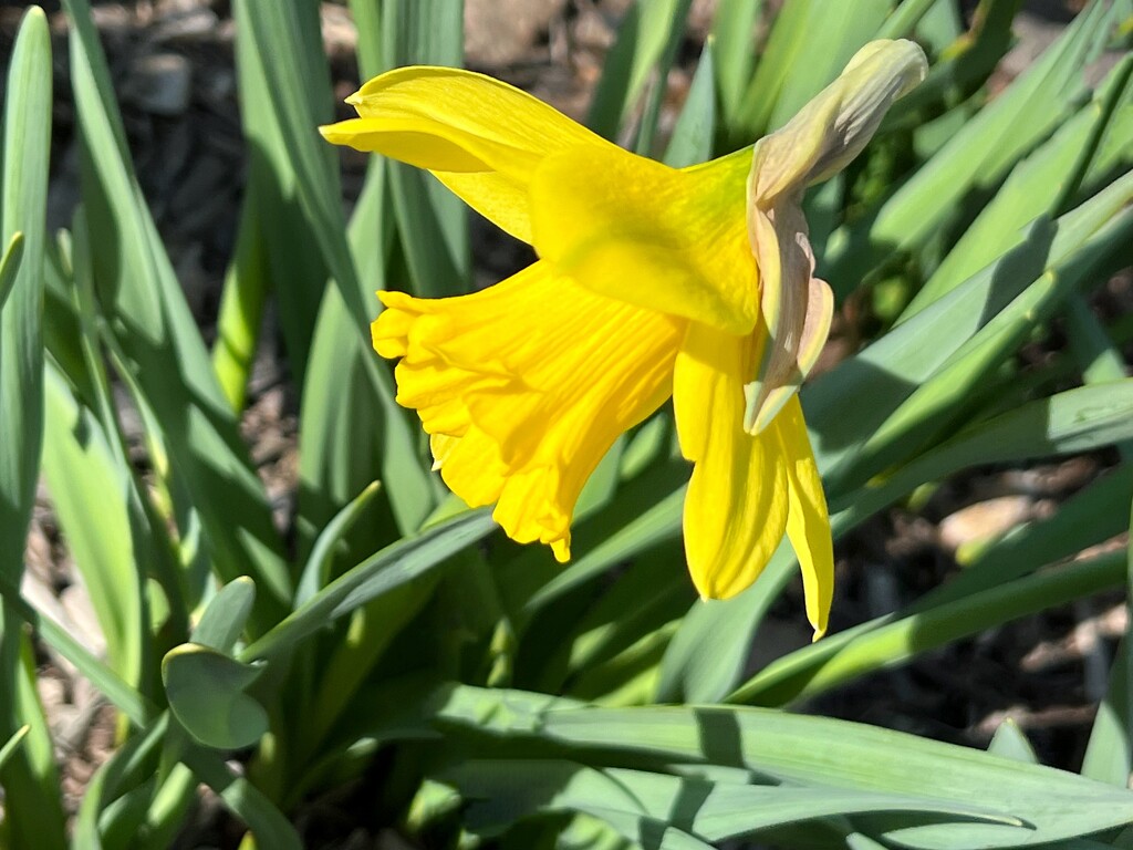 1st daffodil by amyk