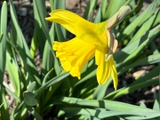 6th Apr 2023 - 1st daffodil