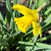 1st daffodil by amyk