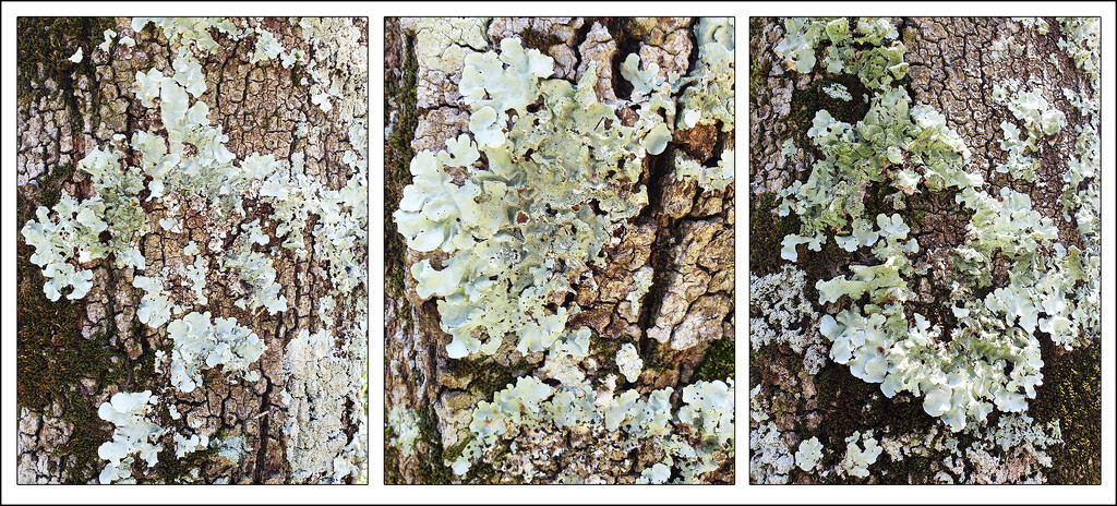 Lichen Triptych by onewing