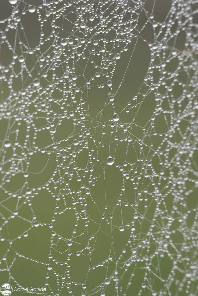 Webs by yorkshirekiwi