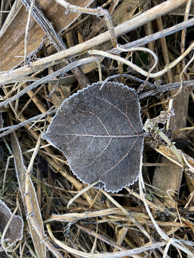 Frosty leaf by lizgooster