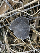 4th Jan 2023 - Frosty leaf