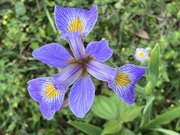 7th Apr 2023 - Irises are becoming abundant now.