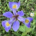 Irises are becoming abundant now. by congaree