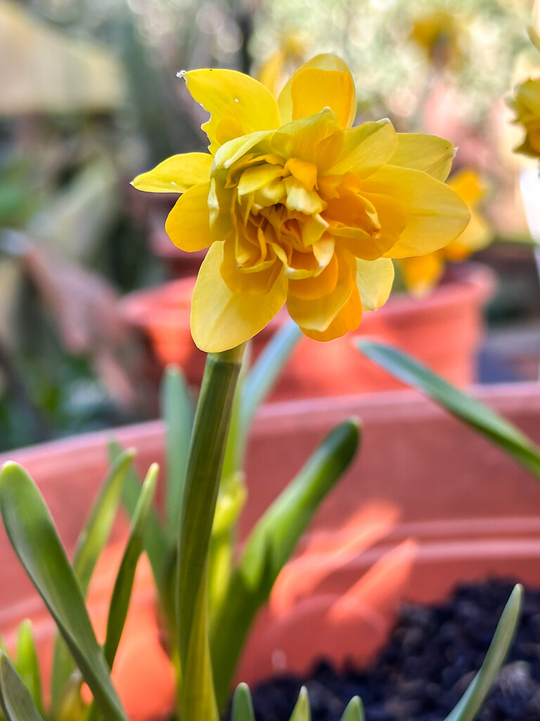 Daffodil by pamknowler