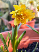 7th Apr 2023 - Daffodil