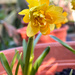 Daffodil by pamknowler