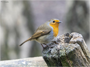 6th Apr 2023 - Another Robin