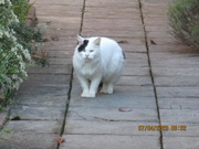 7th Apr 2023 - Sunnybank house cat.