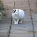 Sunnybank house cat. by grace55