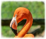 7th Apr 2023 - Flamingo Friday