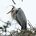 Great Blue Heron  by dkellogg