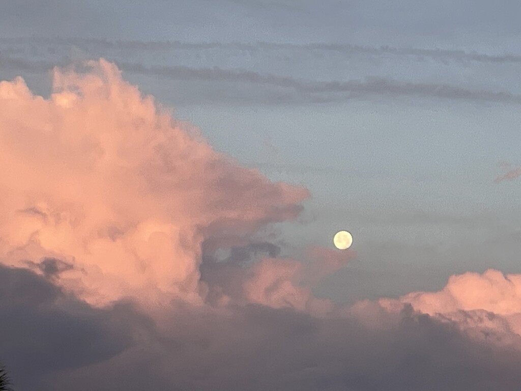 Good Morning Moon by wilkinscd