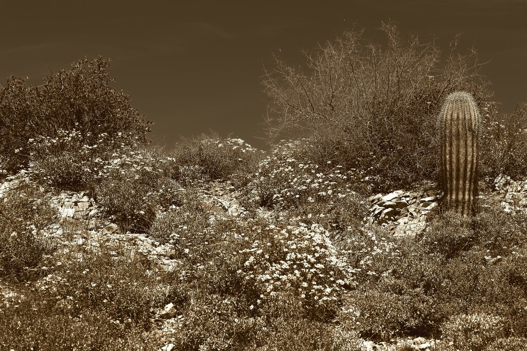 desert spring by blueberry1222