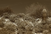 7th Apr 2023 - desert spring