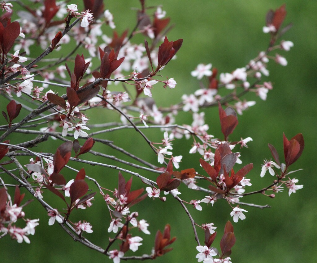 Cherry Plum Tree by essiesue