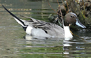 7th Apr 2023 - Northern Pintail Duck