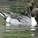 Northern Pintail Duck by fishers