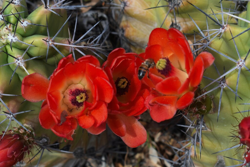 Cactus flower trio by sandlily
