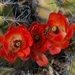 Cactus flower trio by sandlily