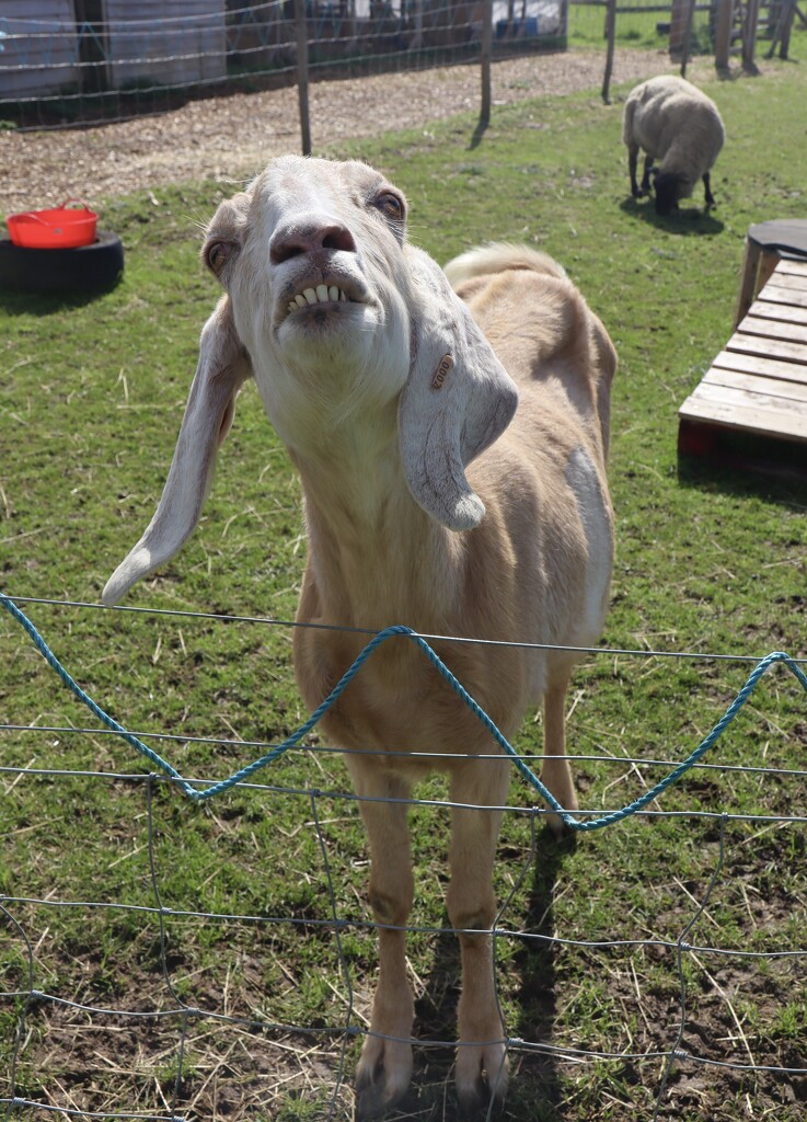 Friendly goat  by jeremyccc