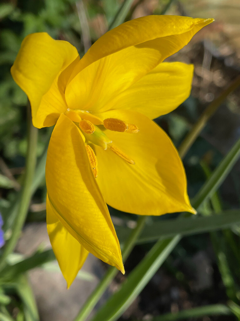 Tulip Sylvestris by 365projectmaxine