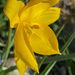 Tulip Sylvestris by 365projectmaxine