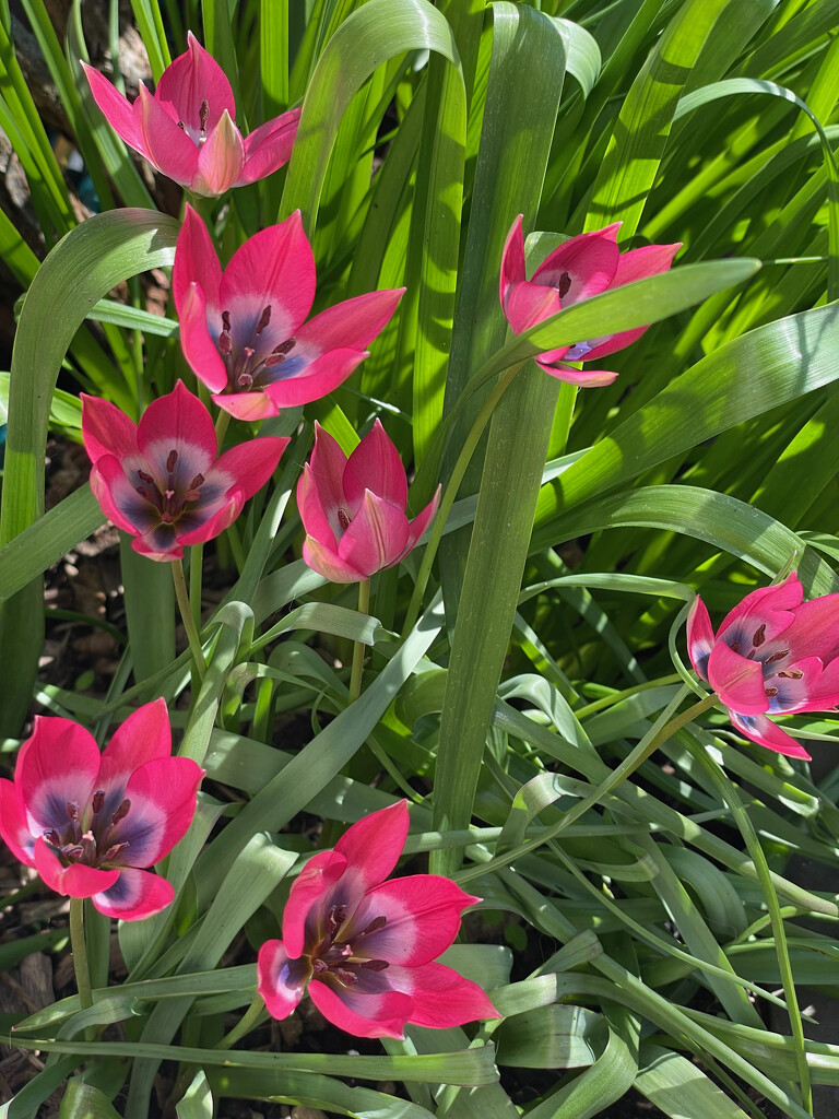 Tiny Tulips by 365projectmaxine