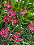 6th Apr 2023 - Tiny Tulips