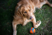 5th Apr 2023 - A Dog and Her Ball
