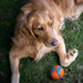 A Dog and Her Ball by tina_mac