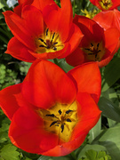 7th Apr 2023 - Another Tulip
