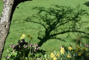 7th Apr 2023 - Pear tree shadow on the lawn