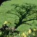 Pear tree shadow on the lawn by anitaw