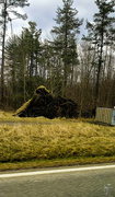 2nd Apr 2023 - Massive Tree Root