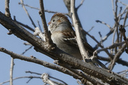 7th Apr 2023 - field sparrow