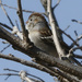 field sparrow by rminer