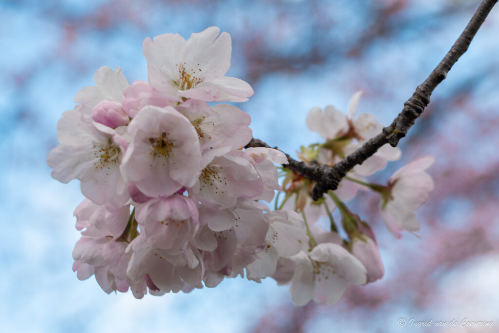 cherry blossom by ingrid01