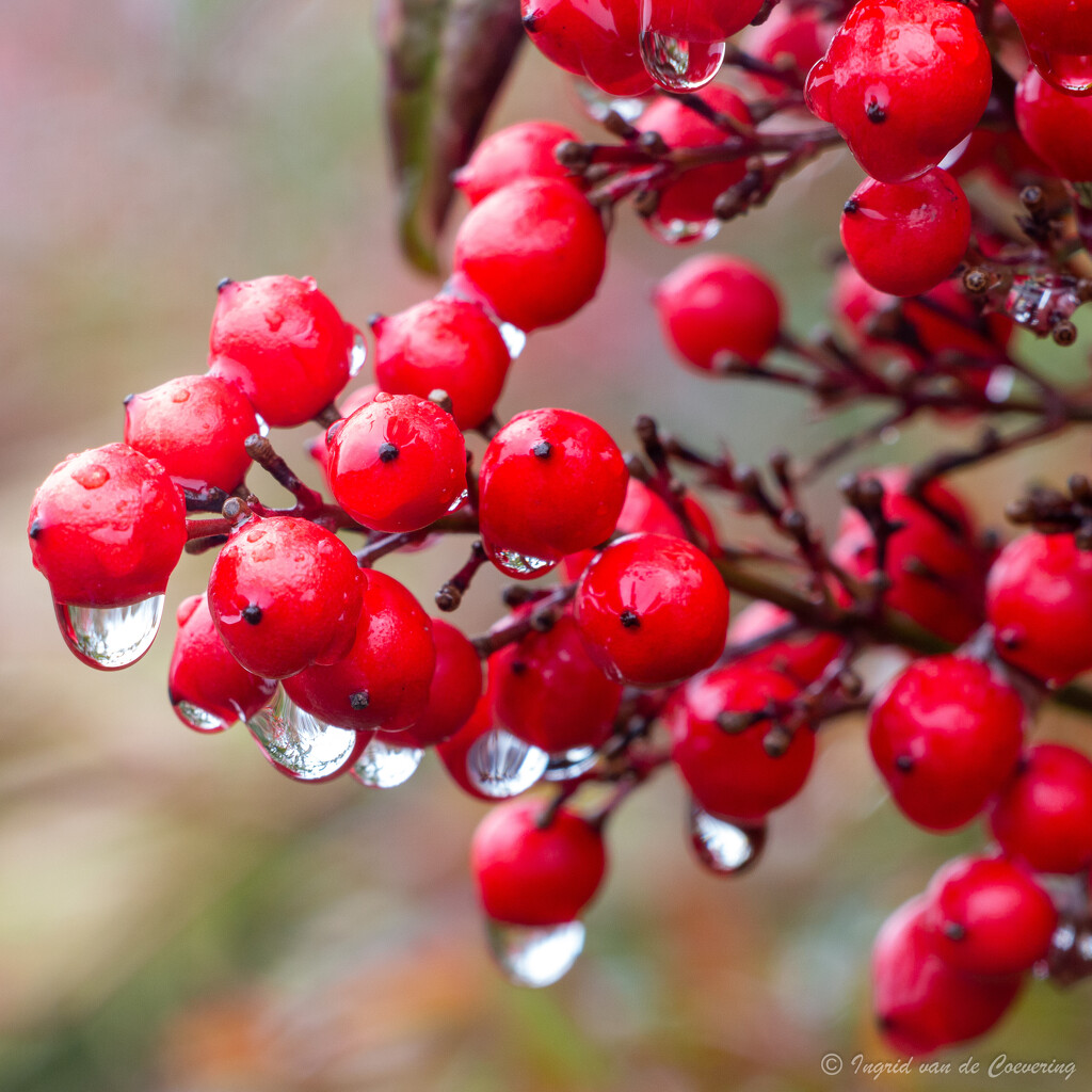 Red (and wet)  by ingrid01
