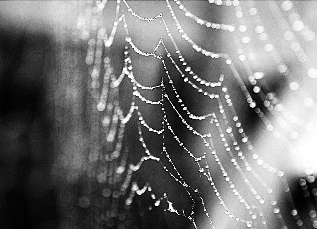 A spiders web heavy with dew by Dawn