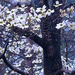 Sketchy dogwood blossoms... by marlboromaam
