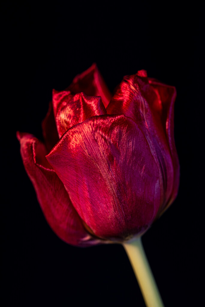 04-07 - Tulip by talmon
