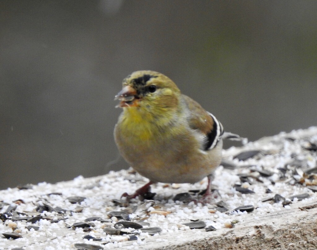 American Goldfinch by sunnygreenwood