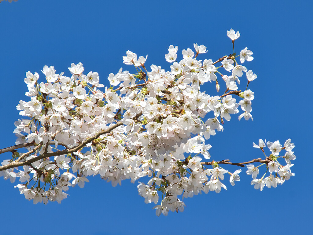 Beautiful Blossom by gaf005