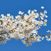 Beautiful Blossom by gaf005